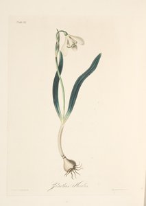 Common Snowdrop, from Floral Illustrations of the Seasons, pub. 1829
