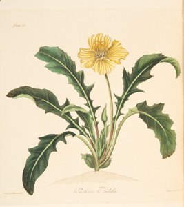 Dandelion leaved Evening Primrose, from Floral Illustrations of the Seasons, pub. 1829