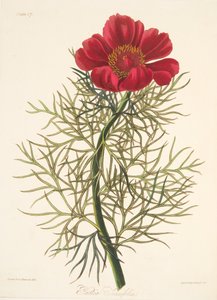 Fine Leaved Paeony, from Floral Illustrations of the Seasons, pub. 1829
