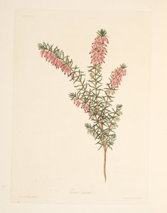 Flesh-coloured, early flowing Heath, from Floral Illustrations of the Seasons, pub. 1829