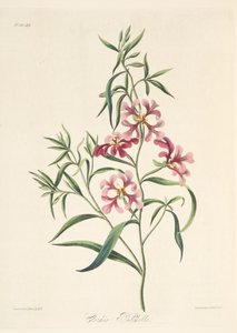 Pretty Clarkia, from Floral Illustrations of the Seasons, pub. 1829