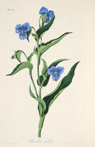 Sky-blue Commelina, from Floral Illustrations of the Seasons, pub. 1829