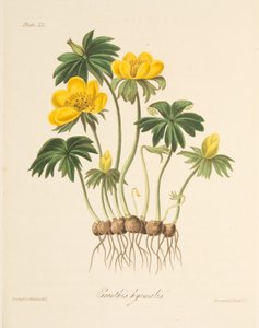 Winter Aconite, from Floral Illustrations of the Seasons, pub. 1829