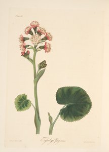 Winter Heliotrope, from Floral Illustrations of the Seasons, pub. 1829