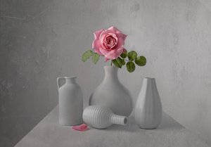 Delicate Pink Rose Still Life