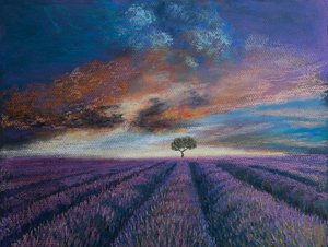 Lavender Fields of Normandy