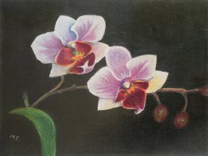 Orchid in My Bedroom by Margo Starkey