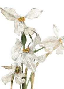 Daffodils by Maria Basea