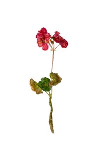 Geranium