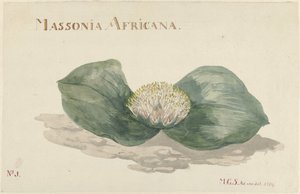 Flower Massonia Africana by Maria Geertruida Barbiers Snabilié