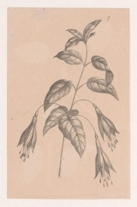 Branch with Flowers