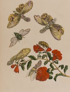 Illustration from 