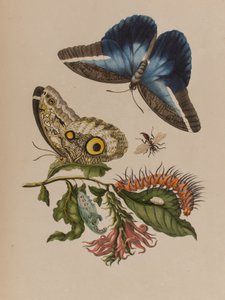 Illustration from 