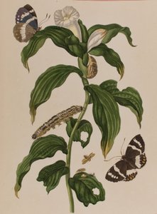 Illustration from 