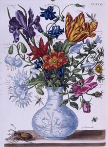Beetle and different flowers - dess. by Maria Sibylla Merian, n.d., approx. late 18th century by Maria Sibylla Merian