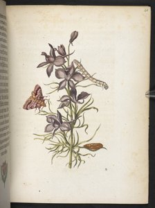 The Wonderful Transformation of Caterpillars and Their Strange Flower Food