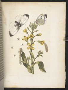 The Wonderful Transformation of Caterpillars and Their Strange Flower Food