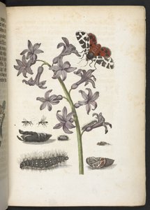 The Wonderful Transformation and Strange Flower-Food of Caterpillars