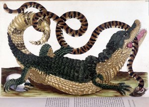 Fight between a crocodile and a snake - in General History of Insects of Surinam and of All Europe, by Maria Sibylla de Merian, Paris
