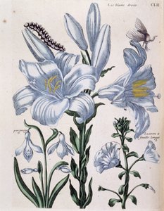 Lys (Lily) white right and long-leaf edge - in Histoire Générale des Insects de Surinam et de Toute l