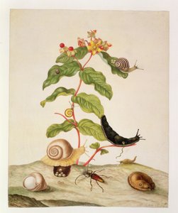 No.1146c Hypericum Baxiforum with Snails and a Beetle by Maria Sibylla Merian