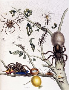 Various Arachnids from South America by Maria Sibylla Merian