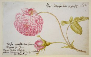Album sheet with a rose, 1675 by Maria Sibylla Merian