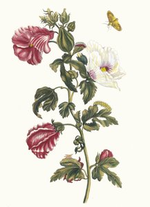 Althea. From the Book Metamorphosis Insectorum Surinamensium by Maria Sibylla Merian