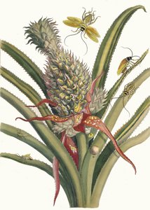 Pineapple. From the Book Metamorphosis insectorum Surinamensium, 1705