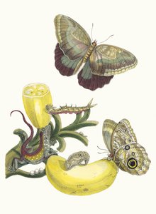 Baccores. From the Book Metamorphosis insectorum Surinamensium, 1705