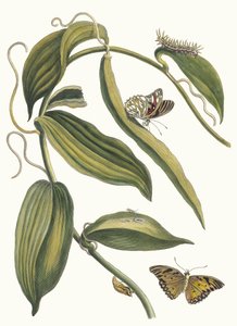 Banille. From the Book Metamorphosis insectorum Surinamensium, 1705 by Maria Sibylla Merian