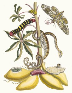 Cassave. From the Book Metamorphosis insectorum Surinamensium, 1705 by Maria Sibylla Merian