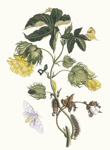 Cotonier. From the Book Metamorphosis insectorum Surinamensium