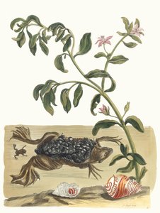 Cresson. From the Book Metamorphosis insectorum Surinamensium by Maria Sibylla Merian