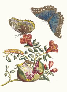 Grenadier. From the Book Metamorphosis insectorum Surinamensium by Maria Sibylla Merian