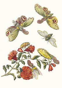 Grenadier. From the Book Metamorphosis insectorum Surinamensium by Maria Sibylla Merian