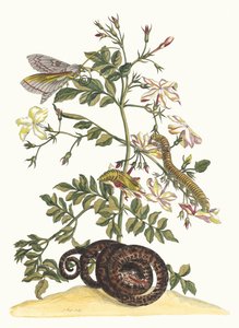 Jasminum grandiflorum. From the Book Metamorphosis insectorum Surinamensium, 1705 by Maria Sibylla Merian