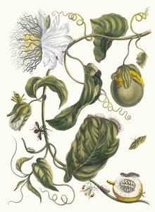 Marquiaas, from the Book Metamorphosis Insectorum Surinamensium