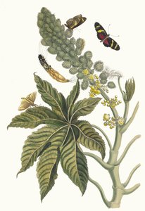 Palma Christi. From the Book Metamorphosis insectorum Surinamensium by Maria Sibylla Merian