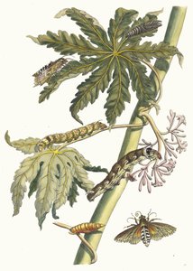 Papay. From the Book Metamorphosis Insectorum Surinamensium by Maria Sibylla Merian