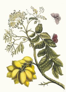 American Plum. From the Book Metamorphosis Insectorum Surinamensium by Maria Sibylla Merian