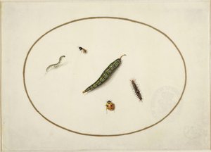 Caterpillars and Insects, in a Horizontal Oval, Bordered with a Golden Line, Finely Executed Like a Miniature by Maria Sibylla Merian