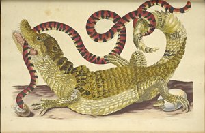 Spectacled Caiman and a False Coral Snake, 1705 by Maria Sibylla Merian