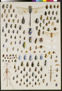 One hundred and fifty insects, dominated at the top by a large dragonfly by Marian Ellis Rowan