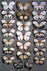 Papuan Butterflies 2 by Marian Ellis Rowan