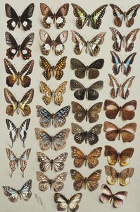 Thirty-three butterflies, in four columns, belonging to the Papilionidae and Danainae families by Marian Ellis Rowan