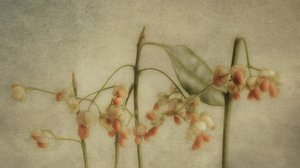 Delicate Botanical Stems by Marie-anne Stas
