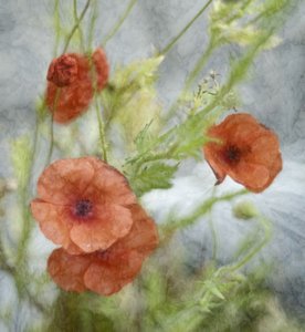 Dreamy Red Poppies
