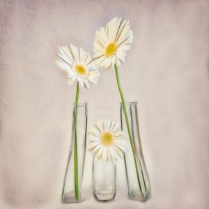 Elegant White Gerberas by Marie-anne Stas