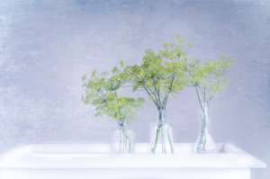 Fresh Dill In Glass Vases by Marie-anne Stas